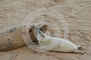 Young Grey Seal Pup kissing its mother photo